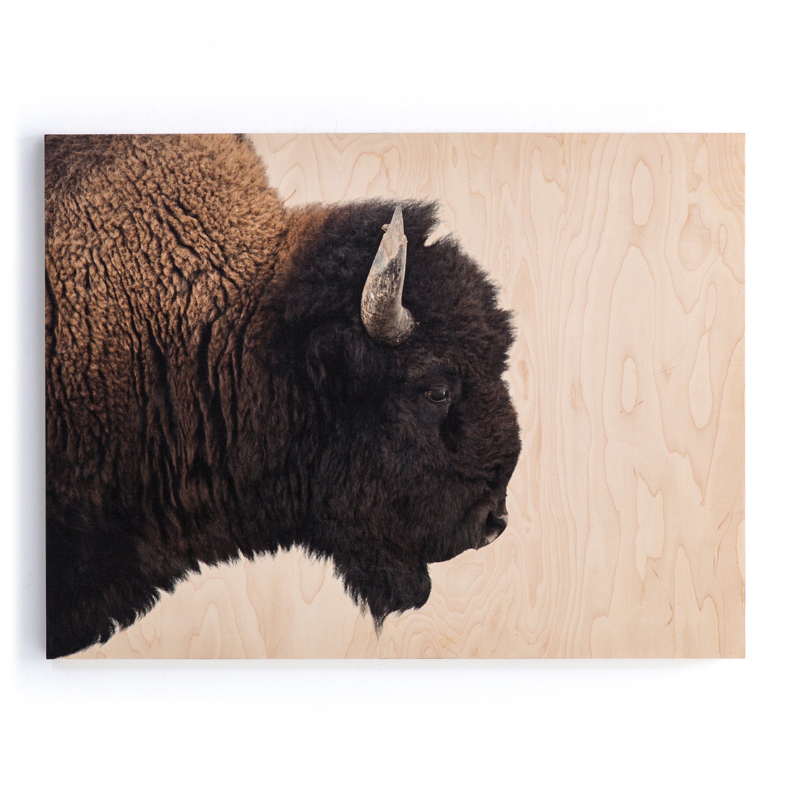 American Bison - Maple Box Art Print Wall Hanging